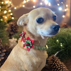 Fancy Christmas Poinsettia Collar
